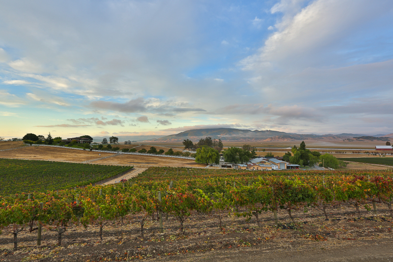 Overlooking wine vineyard in the Sonoma-Napa area of northern California 