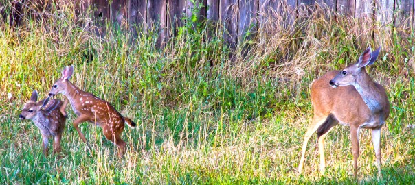 Mother Deer give birth to 2 playful fawns – GOT MILK…?