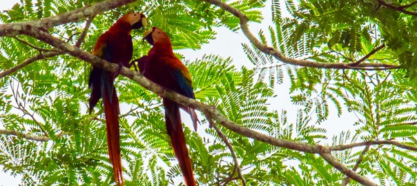 cTv, Costa Rica Rainforest – Crocodiles, Poison Dart Frogs, Monkeys