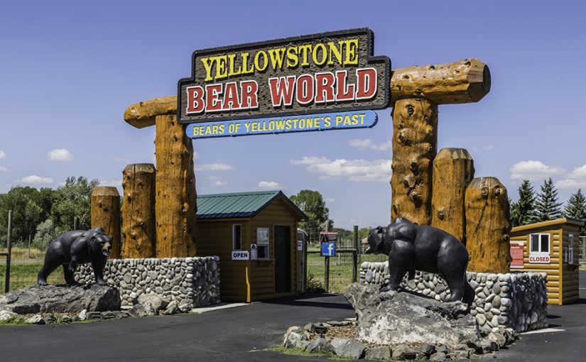Yellowstone Bear World, Oh My! Not Lions nor Tigers but BEARS +++