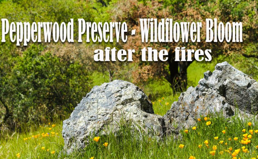Pepperwood Preserve – Wildflower Bloom